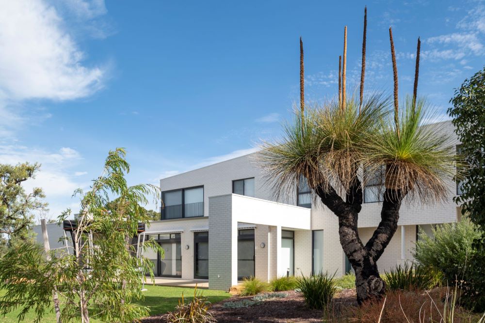 Mature Grass Trees||||||||||||