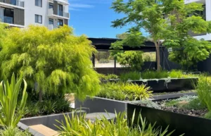 |Mature Tree Farm||Ellenby Tree Farm|advanced trees Perth|large trees for landscaping|landscape architecture trees|established garden trees|advanced growth trees|mature tree supplier WA||||