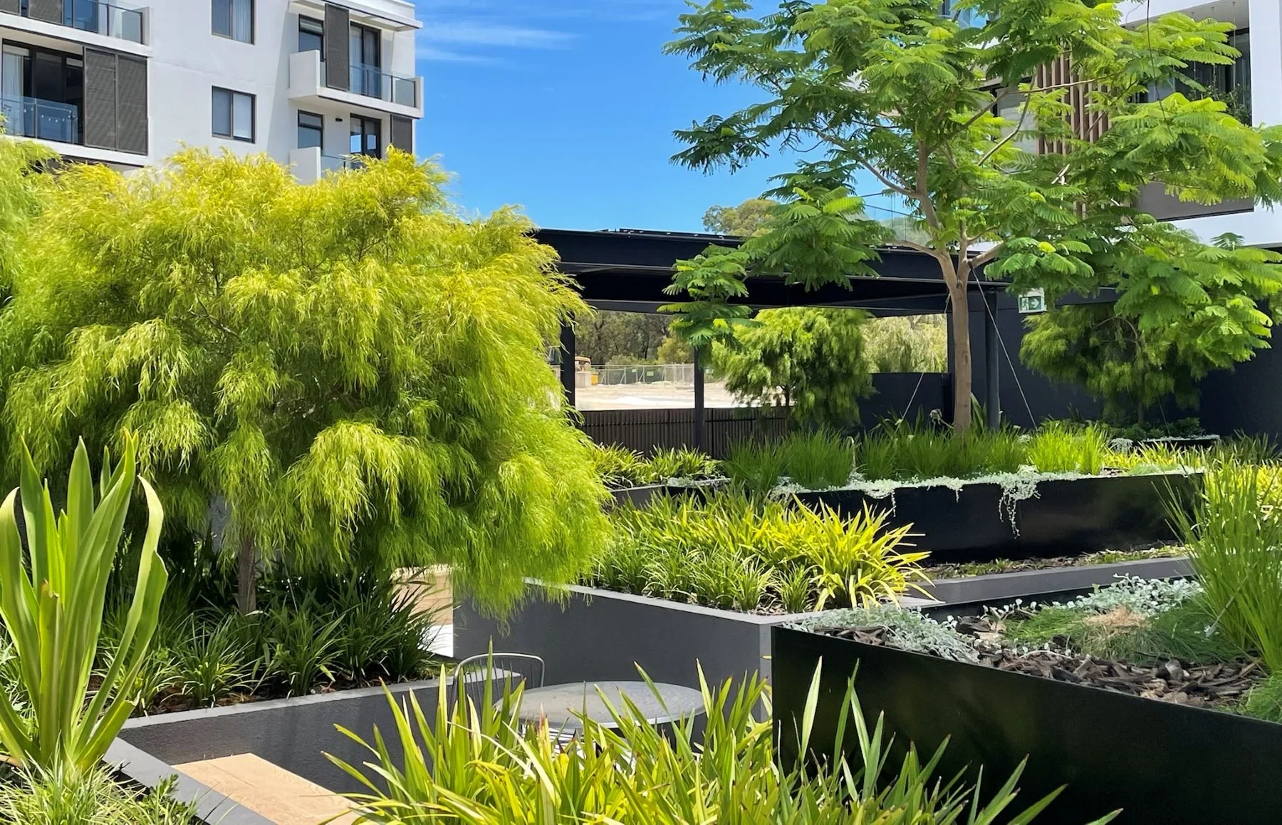 |Mature Tree Farm||Ellenby Tree Farm|advanced trees Perth|large trees for landscaping|landscape architecture trees|established garden trees|advanced growth trees|mature tree supplier WA||||