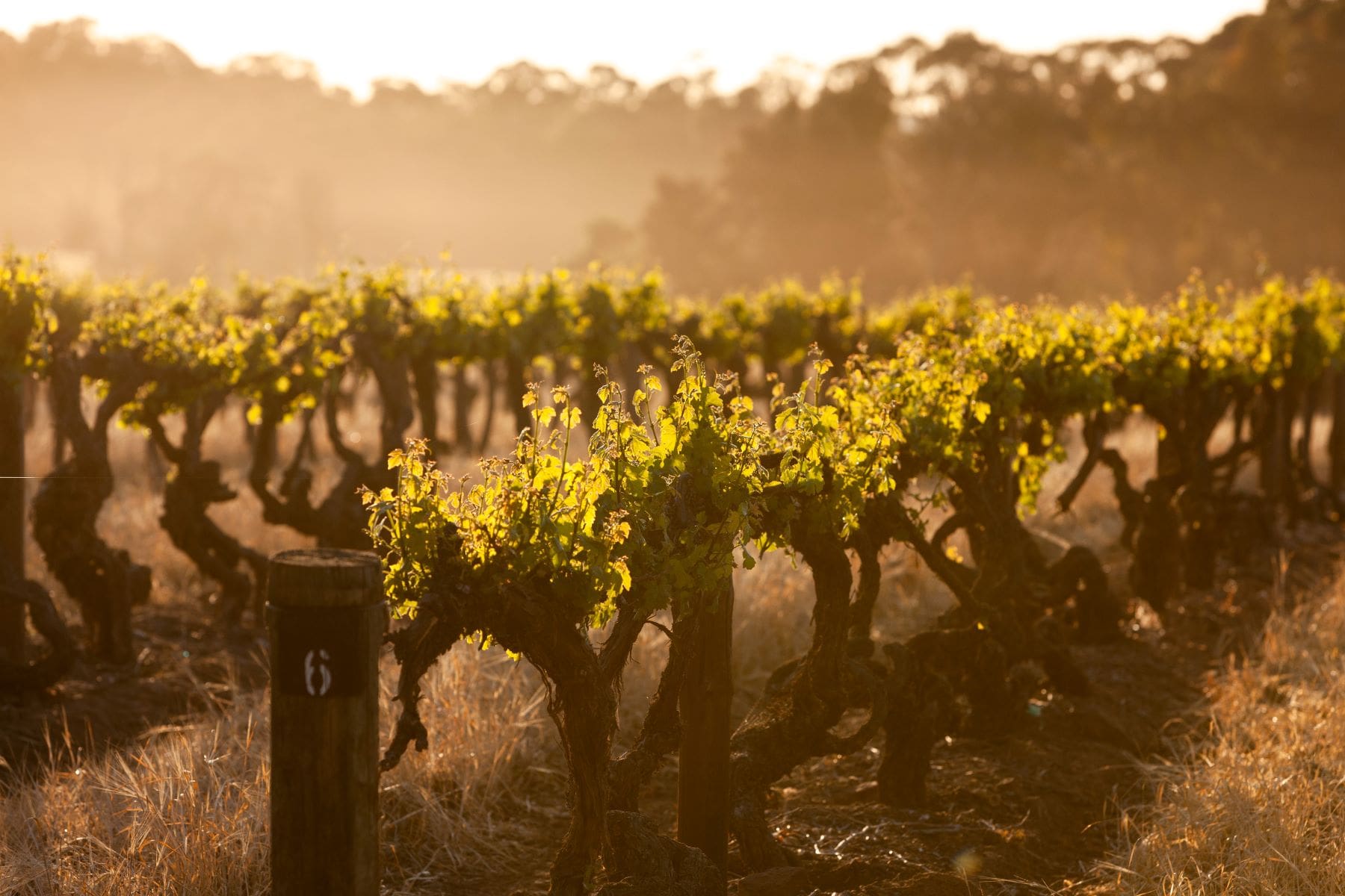 premium Australian wines||||McLaren Vale wines|Collectible Australian Wines|The Old Faithful ‘Pino’s Block’ Shiraz by Nick Haselgrove Wines|2021 James Haselgrove Futures Shiraz by Nick Haselgrove Wines|NHW logo