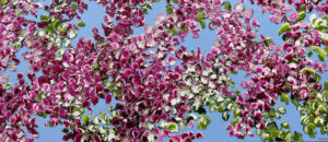|Paintings of flowers|Paintings of Flowers 7||||||||Original Art||Paintings of Flowers|Paintings of Flowers|||