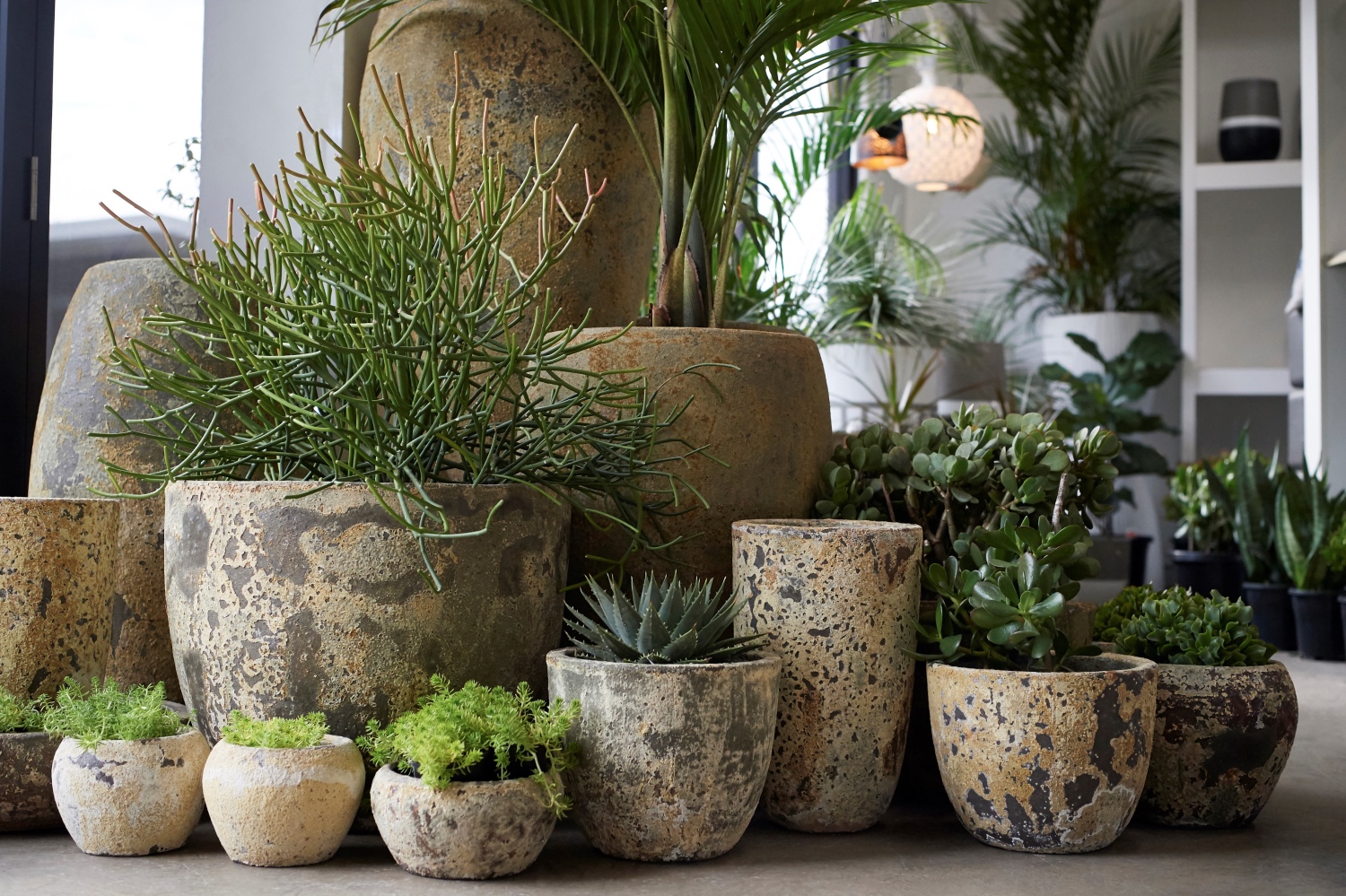 Landscapers Sydney|Plant Urns Sydney|Pot Plants Sydney|Mosarte Plants Sydney|Plants Sydney|Landscapers Sydney|Landscapers Sydney|Landscapers Sydney|