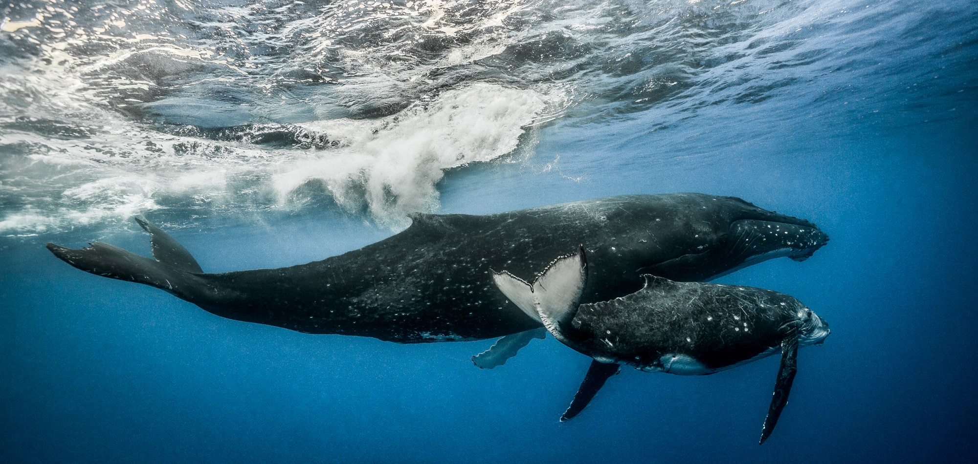 underwater photography|underwater photography 4|||underwater photography 1|underwater photography 7|underwater photography 6||underwater photography 3